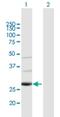 TATA-Box Binding Protein Associated Factor 9b antibody, H00051616-B01P, Novus Biologicals, Western Blot image 