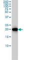 Phosphatidylethanolamine Binding Protein 1 antibody, H00005037-M02, Novus Biologicals, Western Blot image 