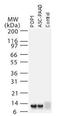 Pyrin domain-containing protein 1 antibody, A11388, Boster Biological Technology, Western Blot image 