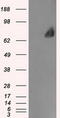 Leukotriene A4 Hydrolase antibody, CF500636, Origene, Western Blot image 