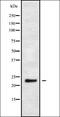 Mitochondrial Ribosomal Protein L48 antibody, orb378335, Biorbyt, Western Blot image 