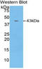 C-C Motif Chemokine Ligand 4 antibody, LS-C304892, Lifespan Biosciences, Western Blot image 