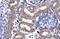 Kin17 DNA And RNA Binding Protein antibody, GTX77858, GeneTex, Immunohistochemistry paraffin image 