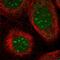 TRNA Methyltransferase 1 Like antibody, PA5-55397, Invitrogen Antibodies, Immunofluorescence image 
