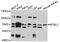 MYB Proto-Oncogene Like 2 antibody, MBS129261, MyBioSource, Western Blot image 