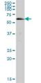 Acyl-CoA Synthetase Medium Chain Family Member 5 antibody, H00054988-B01P, Novus Biologicals, Western Blot image 