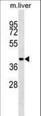 Adenosylhomocysteinase antibody, LS-C156171, Lifespan Biosciences, Western Blot image 