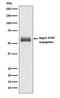 Autophagy Related 12 antibody, M00820, Boster Biological Technology, Immunoprecipitation image 