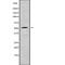 RasGEF Domain Family Member 1C antibody, abx218188, Abbexa, Western Blot image 