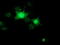 RB Binding Protein 9, Serine Hydrolase antibody, LS-C115638, Lifespan Biosciences, Immunofluorescence image 