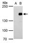 Period Circadian Regulator 2 antibody, PA5-78264, Invitrogen Antibodies, Western Blot image 