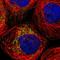 Spermatogenesis Associated 9 antibody, PA5-52751, Invitrogen Antibodies, Immunofluorescence image 