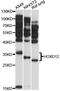 Homeobox D12 antibody, 14-677, ProSci, Western Blot image 