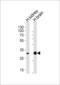 Proline Rich And Gla Domain 3 antibody, LS-C162186, Lifespan Biosciences, Western Blot image 