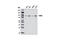 FMR1 Autosomal Homolog 2 antibody, 7098S, Cell Signaling Technology, Western Blot image 