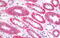 Ankyrin-3 antibody, MBS245524, MyBioSource, Immunohistochemistry paraffin image 