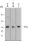 Serine/Threonine Kinase 17b antibody, MAB6640, R&D Systems, Western Blot image 