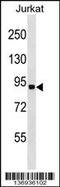 Ring Finger Protein 10 antibody, 58-922, ProSci, Western Blot image 