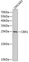 Chromobox 1 antibody, 18-587, ProSci, Western Blot image 