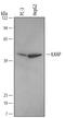 ILK Associated Serine/Threonine Phosphatase antibody, MAB4554, R&D Systems, Western Blot image 