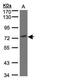 GTPase, IMAP Family Member 8 antibody, PA5-21969, Invitrogen Antibodies, Western Blot image 