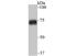 Synaptotagmin Binding Cytoplasmic RNA Interacting Protein antibody, A03946-1, Boster Biological Technology, Western Blot image 