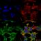 Receptor-type tyrosine-protein phosphatase F antibody, SMC-443D-A633, StressMarq, Immunofluorescence image 