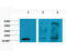 Histone H3 antibody, STJ97006, St John