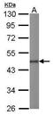 POU Class 5 Homeobox 1 antibody, PA5-27194, Invitrogen Antibodies, Western Blot image 