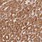 EF-Hand Domain Containing 1 antibody, NBP2-38245, Novus Biologicals, Immunohistochemistry paraffin image 