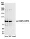 Oxysterol Binding Protein Like 9 antibody, A304-907A, Bethyl Labs, Western Blot image 
