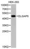 DLG Associated Protein 5 antibody, PA5-76093, Invitrogen Antibodies, Western Blot image 
