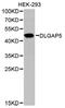 DLG Associated Protein 5 antibody, PA5-76093, Invitrogen Antibodies, Western Blot image 