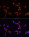 ABL Proto-Oncogene 1, Non-Receptor Tyrosine Kinase antibody, 13-126, ProSci, Immunofluorescence image 