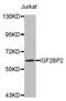 Insulin Like Growth Factor 2 MRNA Binding Protein 2 antibody, abx002079, Abbexa, Western Blot image 