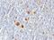TNF Receptor Superfamily Member 8 antibody, NBP2-48271, Novus Biologicals, Immunohistochemistry paraffin image 