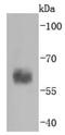 Caspase 10 antibody, NBP2-67878, Novus Biologicals, Western Blot image 