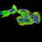 Complement Factor H Related 5 antibody, NBP2-52441, Novus Biologicals, Immunofluorescence image 