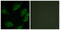 LCK Proto-Oncogene, Src Family Tyrosine Kinase antibody, LS-C117665, Lifespan Biosciences, Immunofluorescence image 