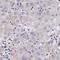 WW Domain Containing Oxidoreductase antibody, NBP2-47579, Novus Biologicals, Immunohistochemistry frozen image 