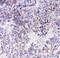 Integrin Subunit Alpha 3 antibody, A02902, Boster Biological Technology, Immunohistochemistry frozen image 
