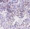 CD49c antibody, A02902, Boster Biological Technology, Immunohistochemistry frozen image 