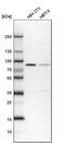 CD2 Associated Protein antibody, PA5-51879, Invitrogen Antibodies, Western Blot image 