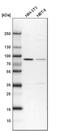 CD2 Associated Protein antibody, PA5-51879, Invitrogen Antibodies, Western Blot image 