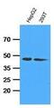 ADK antibody, GTX53683, GeneTex, Western Blot image 