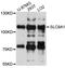 Solute Carrier Family 8 Member A1 antibody, LS-B15416, Lifespan Biosciences, Western Blot image 