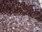 RAB23, Member RAS Oncogene Family antibody, LS-C794886, Lifespan Biosciences, Immunohistochemistry paraffin image 