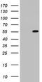 TIMELESS-interacting protein antibody, TA802937AM, Origene, Western Blot image 