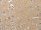 Phosphatidylinositol-4-Phosphate 5-Kinase Type 1 Gamma antibody, CSB-PA540033, Cusabio, Immunohistochemistry frozen image 