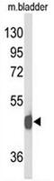 Neuropeptide Y Receptor Y2 antibody, AP52925PU-N, Origene, Western Blot image 